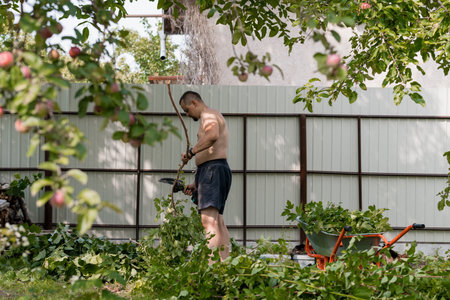 A man trims an apple tree in his garden using hedge trimmers near a grey fence, with a red wheelbarrow visible, showcasing summer gardening activitiesの写真素材