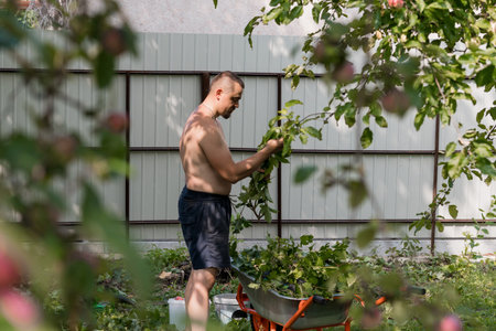 A bare-chested man tends to his apple trees, picking fruit in a lush backyard garden next to a white...