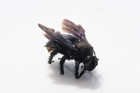 A detailed macro shot captures a black carpenter bee carrying pollen on its legs, isolated against a...