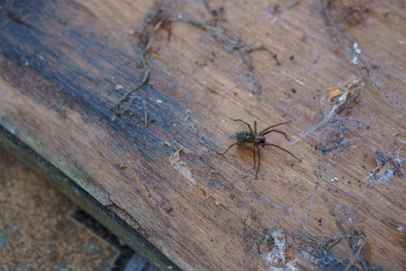 Dark Brown Spider on Wooden Surface With Web: Realistic Close-Up Shot of Arachnid Hunting in...