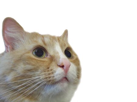 head of red catの写真素材