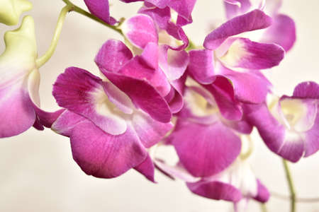 Beautiful purple Orchid Dendrobium on white blackgrowndの写真素材
