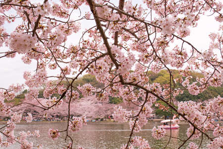 Cherry blossoms with nice background color for adv or others purpose useの写真素材