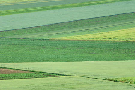 cultivated land in a specific patternの写真素材