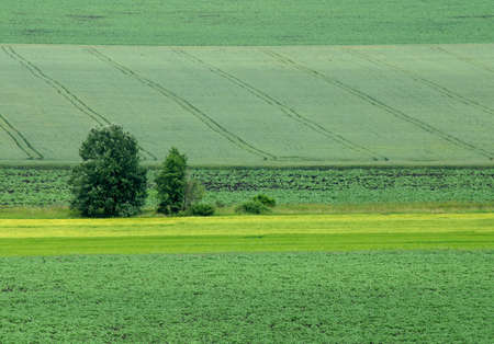 cultivated land in early spring landscape