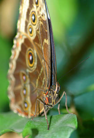 Bat butterfly on the letter of the plant.
