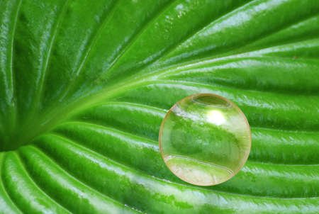 abstract background of the plant leaves to drop
