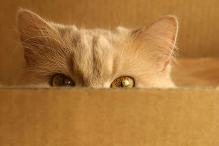 Persian cat watching the box.の写真素材