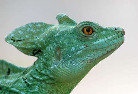 Basilisk image from a close