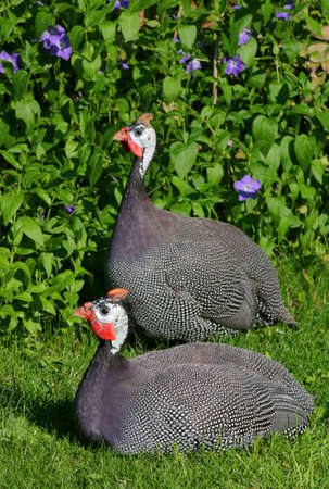 Two guinea-fowl in the poultry yard.の写真素材