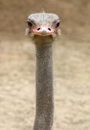 The provision of ostrich necks watching
