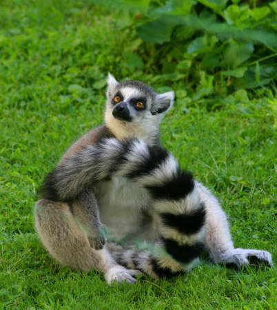 The lemur is sitting in the grass.の写真素材
