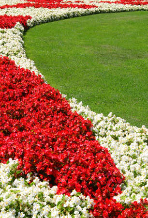 begonia from flowers garden background sample.の写真素材