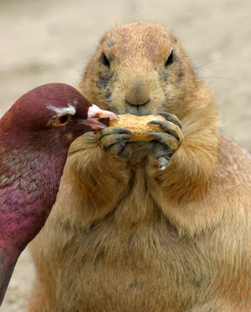 Pigeon prairie dog steals the nut.の写真素材