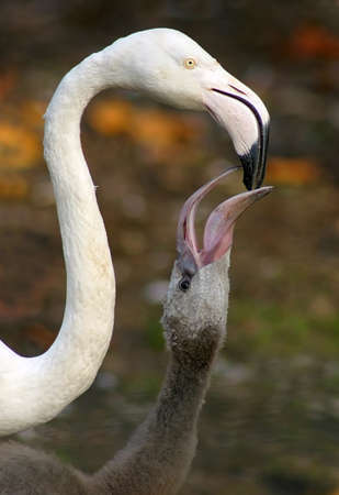 The flamingo feeding puppy parent.の写真素材