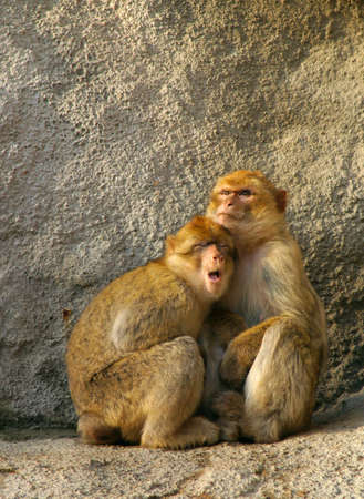 Monkey protect puppy parents.
