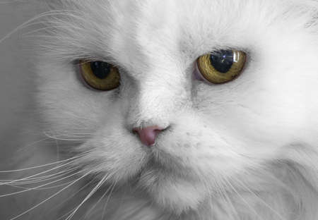 Nearby is a portrait of a white Persian cat.の写真素材