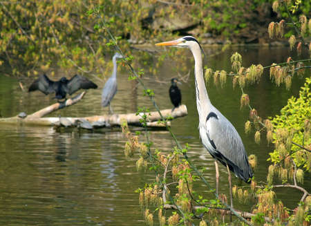 Heron in the river bankの写真素材