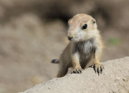 Puppy prairie dog, watching the hill side.の写真素材