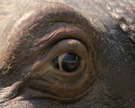 Hippo monitoring startled eyes at close range の写真素材
