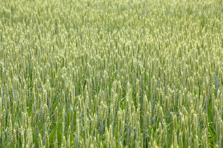 Green wheat field background.