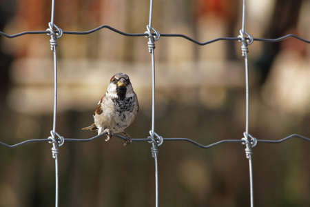 Small sparrow sitting on the fence grid.の写真素材