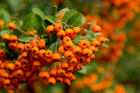 orange colored Pyracantha fruit close up on the bush.