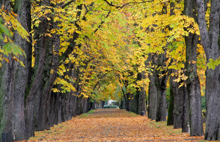 Autumn scenery of a tree-lined road with yellowing leaves.の写真素材