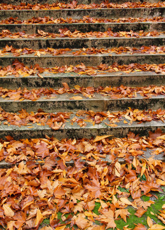 stairs with autumn leaves view on old stone steps in autumn park.の写真素材