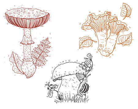 Set of different types of forest mushrooms drawn by hand. Vector. のイラスト素材