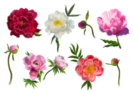 A set of peony flowers. Pink, white, burgundy peonies. Hand-drawn botanical illustrations. Realistic isolated objects on a white background. Floral elements for greeting cards,wedding invitation cardsの写真素材
