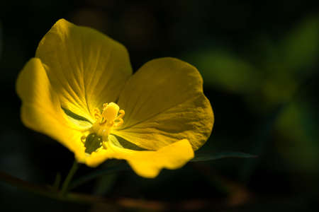 Yellow Flower - Yellow Evening Primrose (Oenothera Biennis).の写真素材