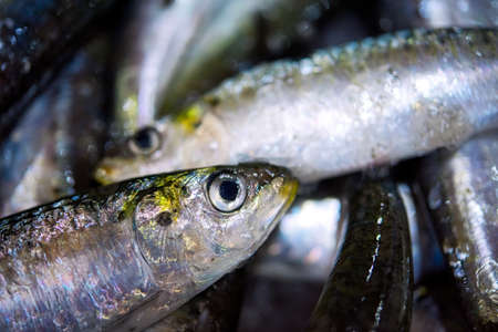 Fresh Colorful Portuguese sardines on ice exposition at the fish market. Close up.の写真素材