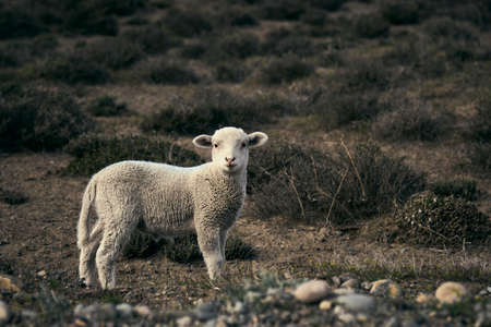 Cute little lamb on the Patagonian plateau during spring sunrise.の写真素材