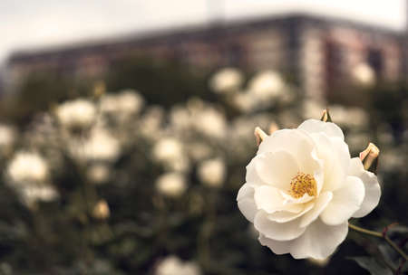 White Rose Flower in the Rose Garden of Puerto Madero. Urban background.の写真素材