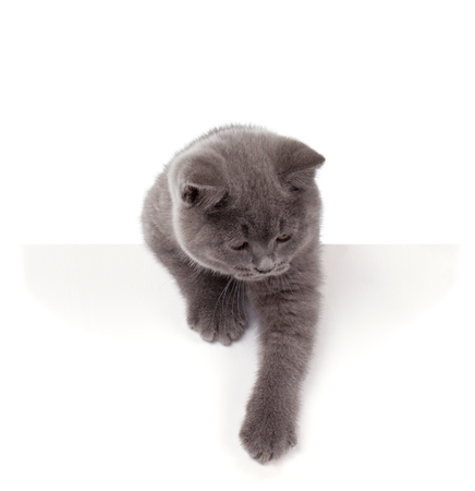 Purebred British Shorthair Blue Kitten isolated on white. Playful Young BRI Cat with copper eyes. Peep out.の写真素材