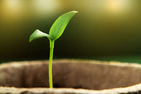 Small sprout of pepper plant in a paper pot