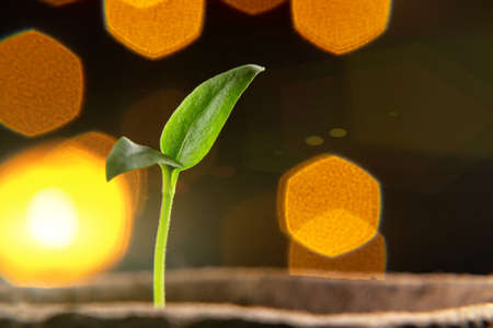Small sprout of pepper plant in a paper pot
