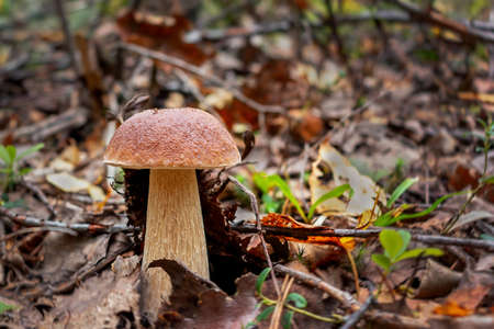 Beautiful boletus edulis known as penny bun in a forest at sunrise