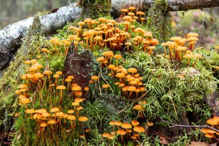 Group of forest mushrooms Xeromphalina campanella called golden trumpet in the forest on an old mossy stumpの写真素材