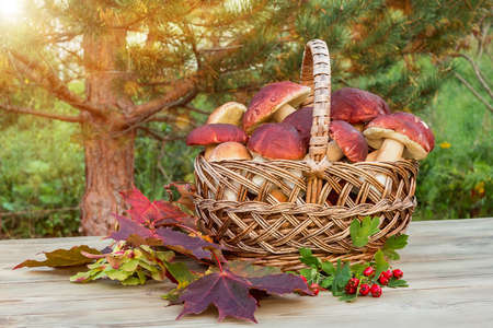 Wicker basket full of Edible forest mushrooms boletus edulis f. pinophilus known as king bolete, penny bun and sep on wooden table in sunrays, autumn still lifeの写真素材
