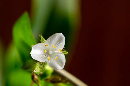 Single white flower of house plant tradescantia albiflora on a dark brown background, place for text, copy spaceの写真素材