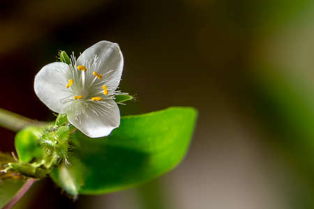 Single white flower of house plant tradescantia albiflora on a dark background, place for text, copy...