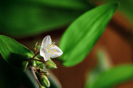 Single white flower of house plant tradescantia albiflora on a brown background, place for text, copy spaceの写真素材