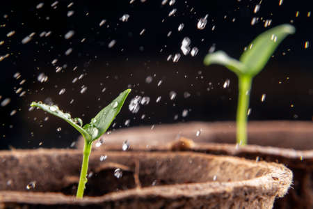 Spraying young sprout pepper, watering and caring for seedlingsの写真素材