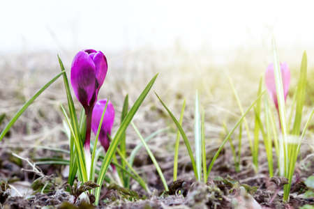 Blooming spring flowers of purple crocuses on a lawn on a spring dayの写真素材