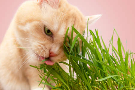 Beautiful cream tabby cat eating fresh green grass on pink backgroundの写真素材