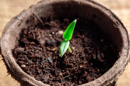 Small sprout of pepper plant in a paper pot, top viewの写真素材