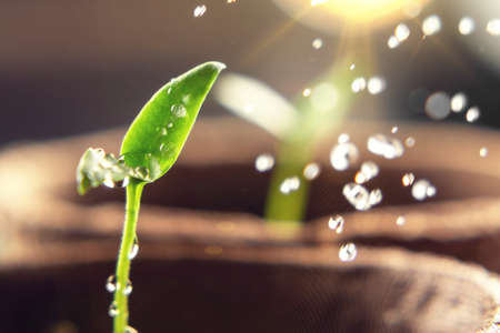 Spraying young sprout pepper, watering and caring for seedlingsの写真素材