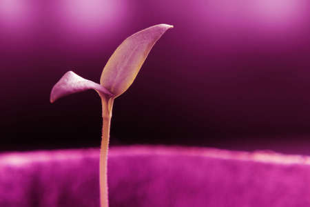 Growing seedlings under special artificial LED lamps with a spectrum favorable for plants without sunlightの写真素材